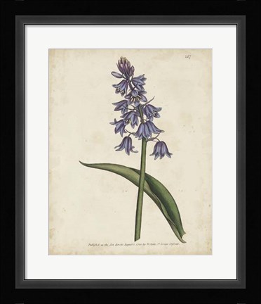 Framed Lavender Curtis Botanicals II Print