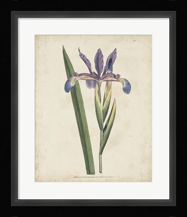 Framed Lavender Curtis Botanicals III Print