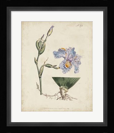 Framed Lavender Curtis Botanicals IV Print