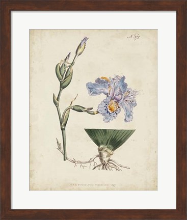 Framed Lavender Curtis Botanicals IV Print