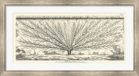 Framed Antique Diagram for Espaliers III Print