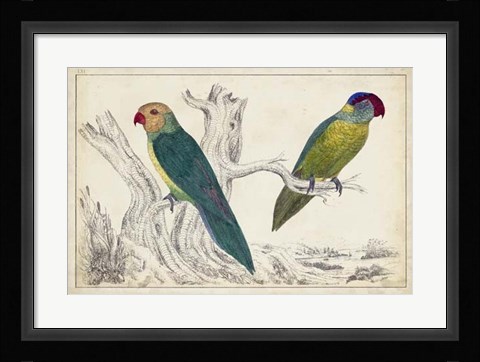 Framed Parrot Pair II Print