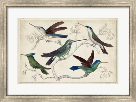 Framed Hummingbird Gathering I Print