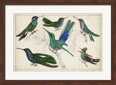 Framed Hummingbird Gathering II Print