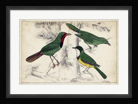 Framed Tropical Bird Trio I Print