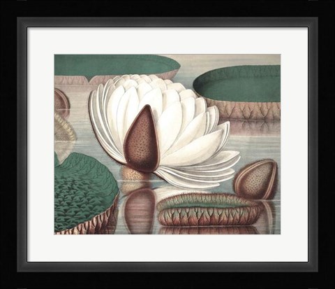 Framed Vintage Water Lily I Print