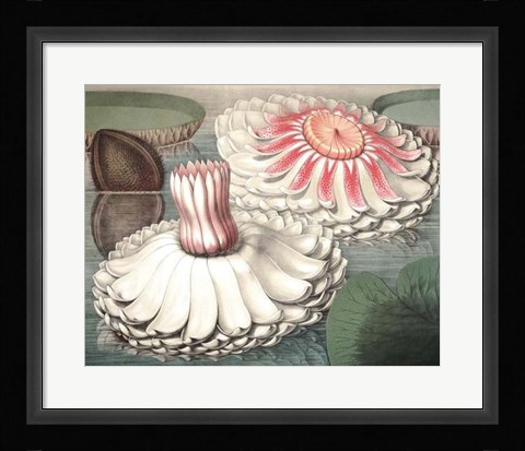 Framed Vintage Water Lily II Print