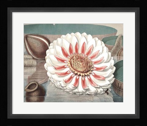 Framed Vintage Water Lily III Print