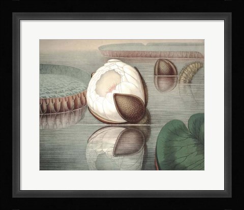 Framed Vintage Water Lily IV Print