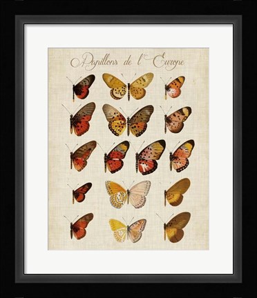 Framed Papillons de L'Europe III Print