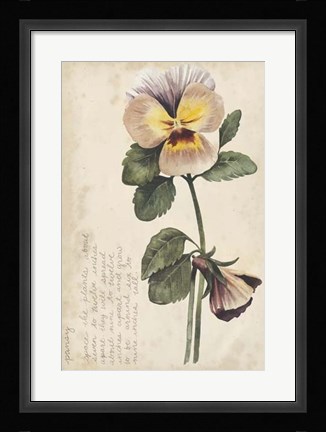 Framed Garden Studies I Print