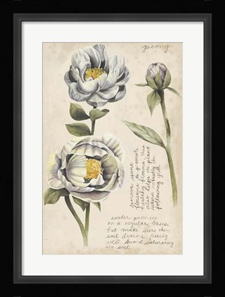 Framed Garden Studies IV Print