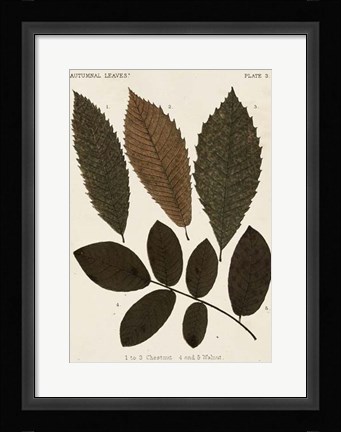 Framed Autumnal Leaves I Print