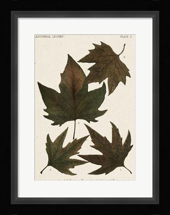 Framed Autumnal Leaves IV Print