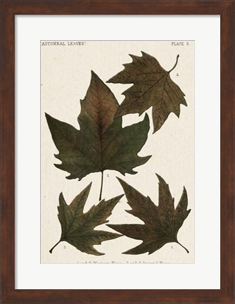 Framed Autumnal Leaves IV Print