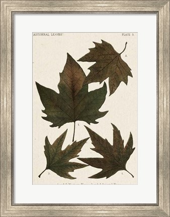 Framed Autumnal Leaves IV Print