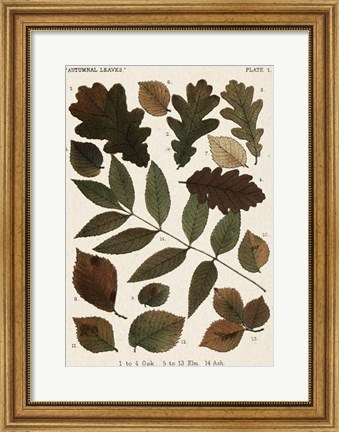Framed Autumnal Leaves V Print