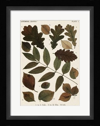 Framed Autumnal Leaves V Print