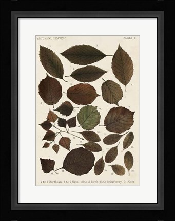 Framed Autumnal Leaves VI Print