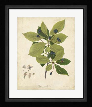 Framed Black Gum Tree Foliage Print