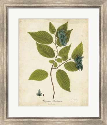 Framed Hornbeam Tree Foliage Print