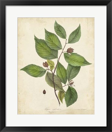 Framed Beech Tree Foliage Print