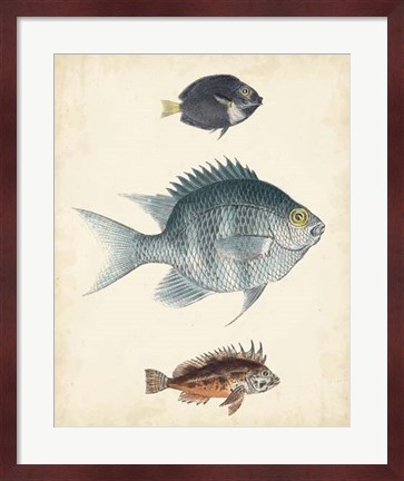 Framed Antique Fish Species III Print