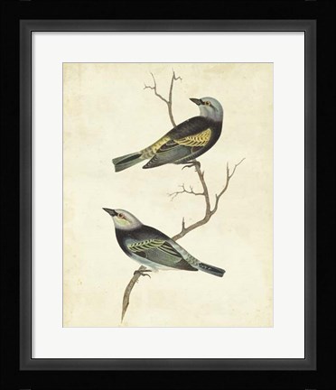 Framed Blue-headed Tanager Print