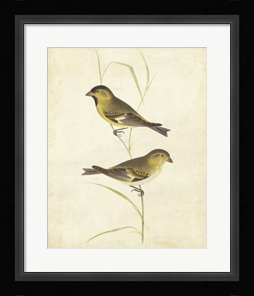 Framed Goldfinch Print