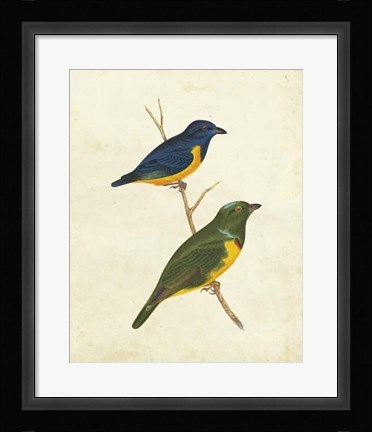 Framed Peruvian Tanager I Print