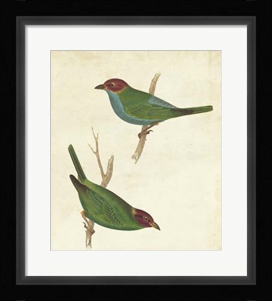 Framed Peruvian Tanager II Print