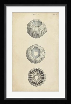 Framed Cylindrical Shells I Print