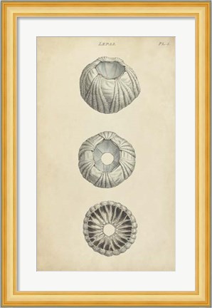 Framed Cylindrical Shells I Print