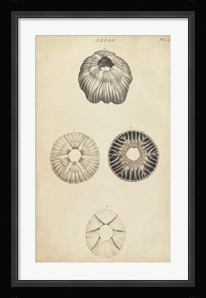 Framed Cylindrical Shells II Print