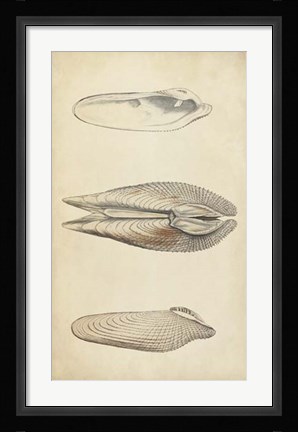 Framed Marine Mollusk I Print