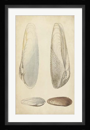 Framed Marine Mollusk II Print