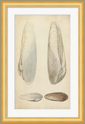 Framed Marine Mollusk II Print