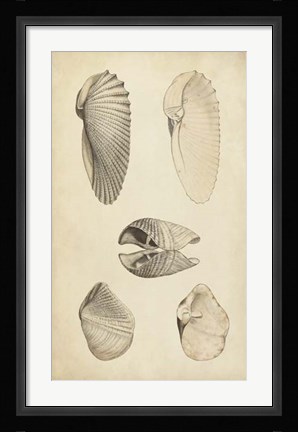 Framed Marine Mollusk III Print