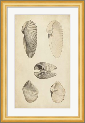 Framed Marine Mollusk III Print