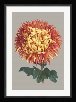 Framed Chrysanthemum on Gray I Print