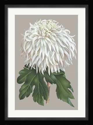 Framed Chrysanthemum on Gray II Print