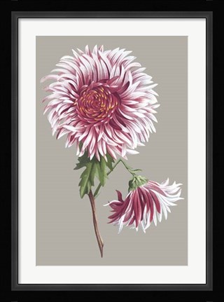 Framed Chrysanthemum on Gray III Print