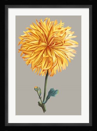 Framed Chrysanthemum on Gray IV Print