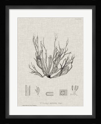 Framed Charcoal &amp; Linen Seaweed I Print