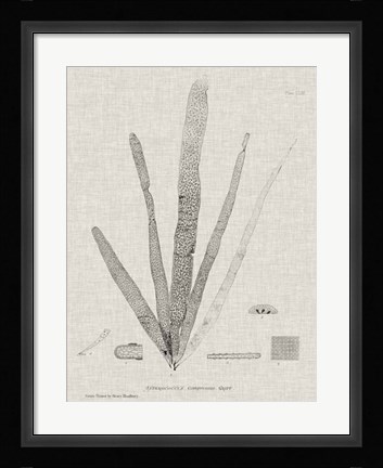 Framed Charcoal &amp; Linen Seaweed II Print
