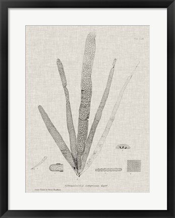 Framed Charcoal &amp; Linen Seaweed II Print