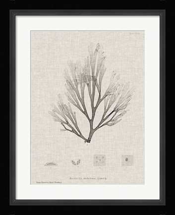 Framed Charcoal &amp; Linen Seaweed III Print