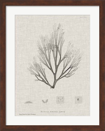 Framed Charcoal &amp; Linen Seaweed III Print
