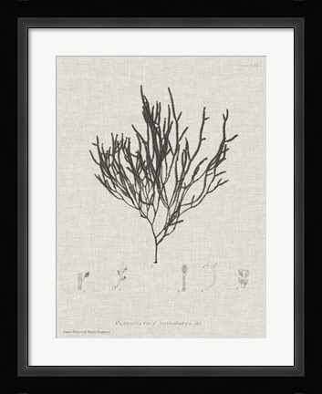 Framed Charcoal &amp; Linen Seaweed IV Print