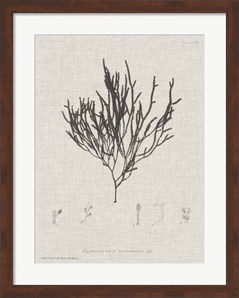 Framed Charcoal &amp; Linen Seaweed IV Print
